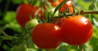 Planter les tomates dans le potager