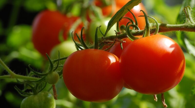 Planter les tomates dans le potager
